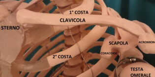 Traumatologia: la clavicola