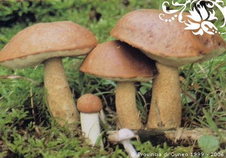 leccinum_aurantiacum