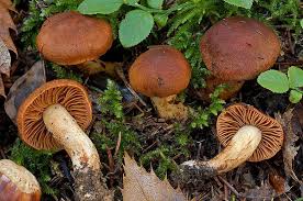 fungo CORTINARIUS ORELLANUS