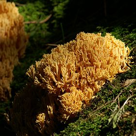 Ramaria_aurea1