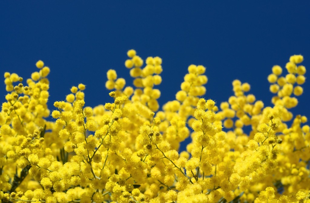 Mimosa-Twigs-Yellow-Close-Up