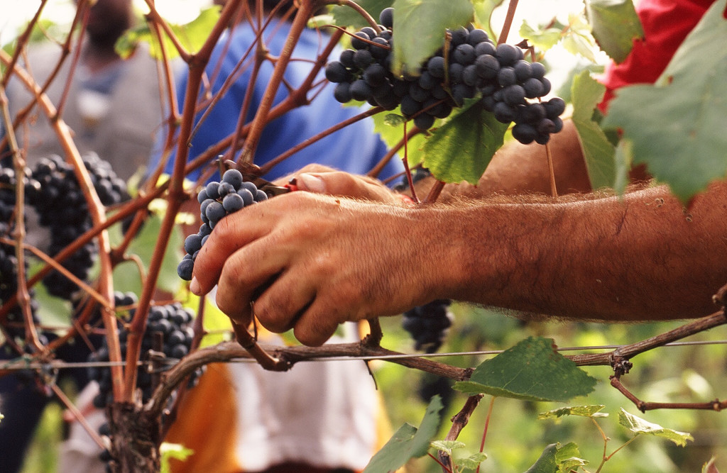 vendemmia in valtenesi 2