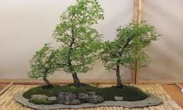 Arco (Tn) ARCOBONSAI 2011