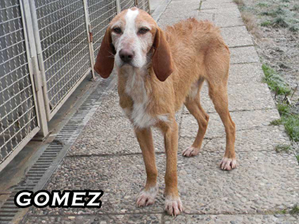 GOMEZ72