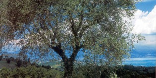 A proposito della pianta dell’olivo