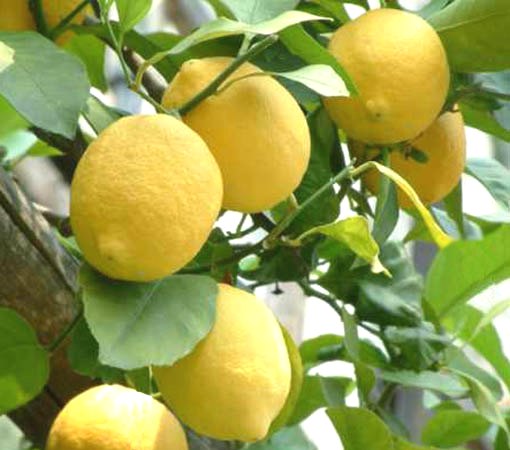 limoni2