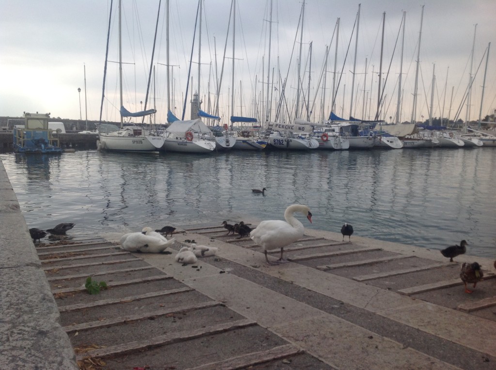 cigni e porto e lago