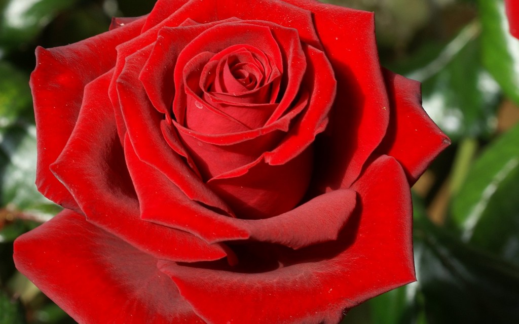 rose - sfondi desktop