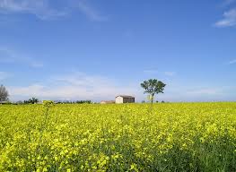 Veneto Agricoltura campagna