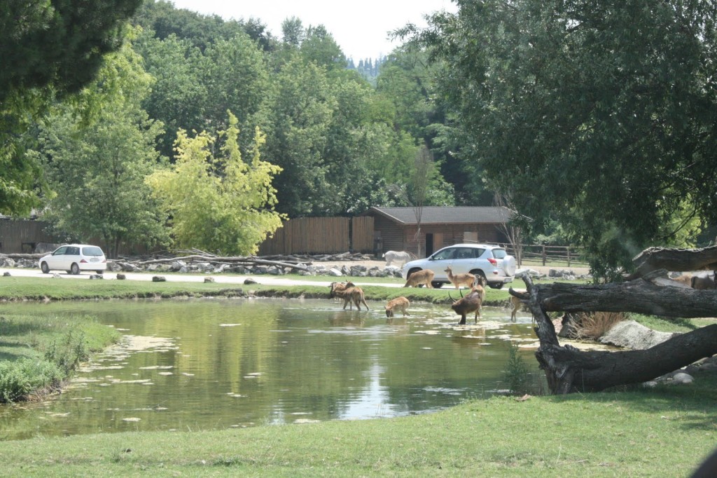 alberi parco natura viva