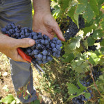 la-stoppa-mano-vendemmia-150x150 vino uva