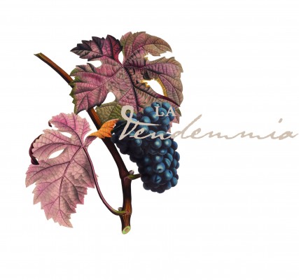Vendemmia - Via Montenapoleone 2015 - Logo