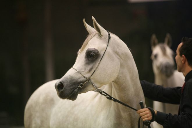 fieracavalli-cavallo-arabo-grigio-eleganza-ennevi_thumb_660_f9e92f23d5c78