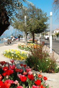 Bardolino (Vr) Tulipani