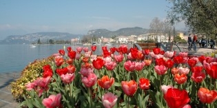 BARDOLINO (VR): tulipani in fiore