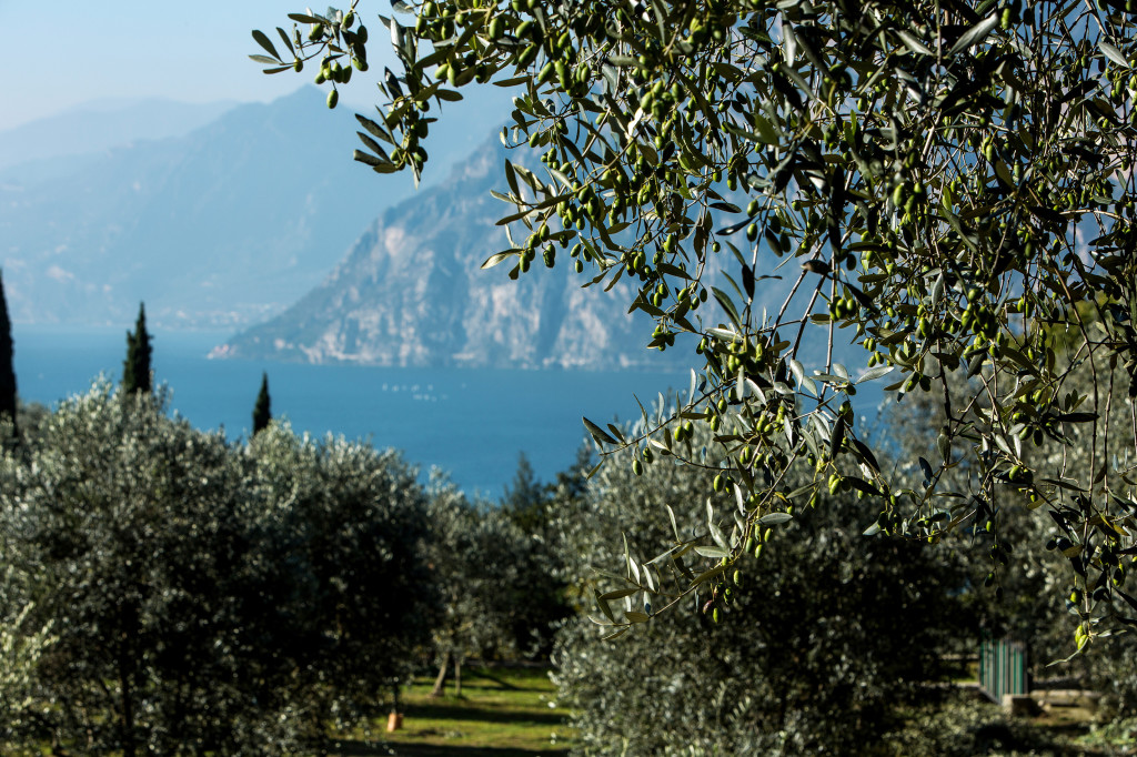 ULIVI consorzio Garda DOP 2
