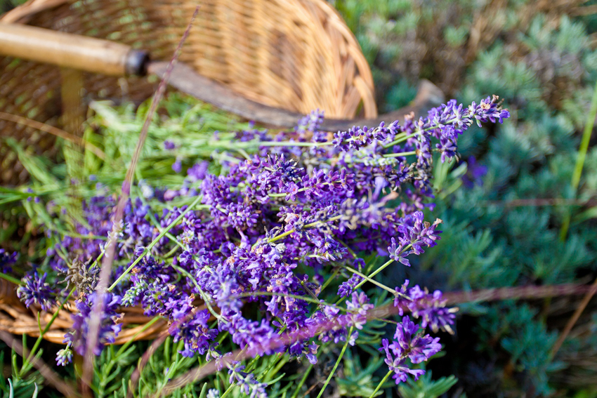 in_herba_lavanda_3 72 dpi