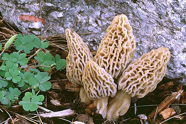 morchella-deliciosa-1