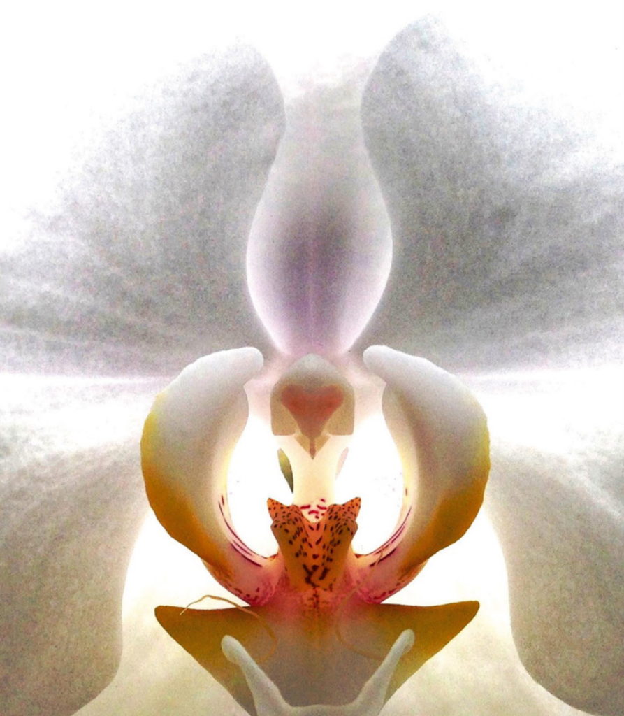 Orchidea