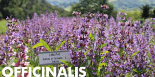 Salvia officinalis: a cura di Laura Ederle