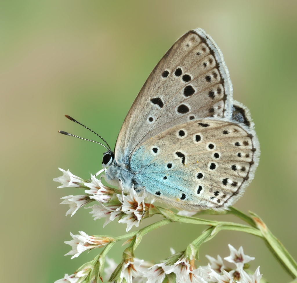 Maculinea arion 61473112