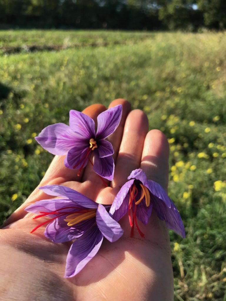 zafferano di desenzano fiori in mano