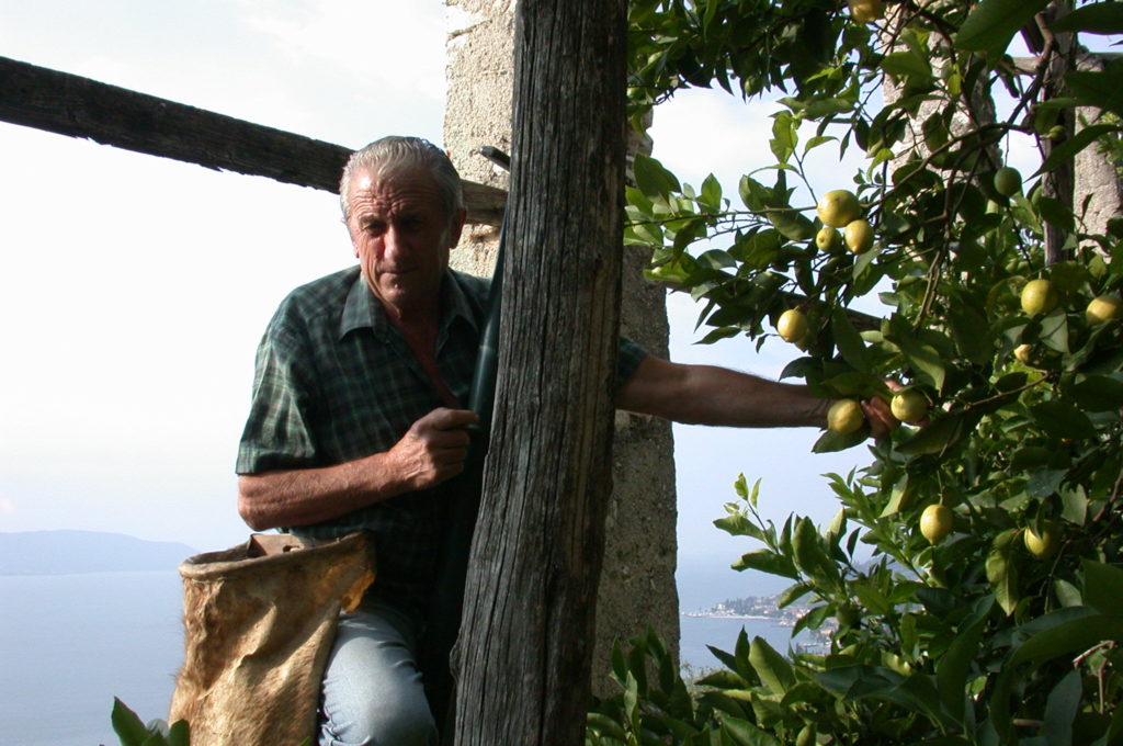 foto limonaia Trevisani