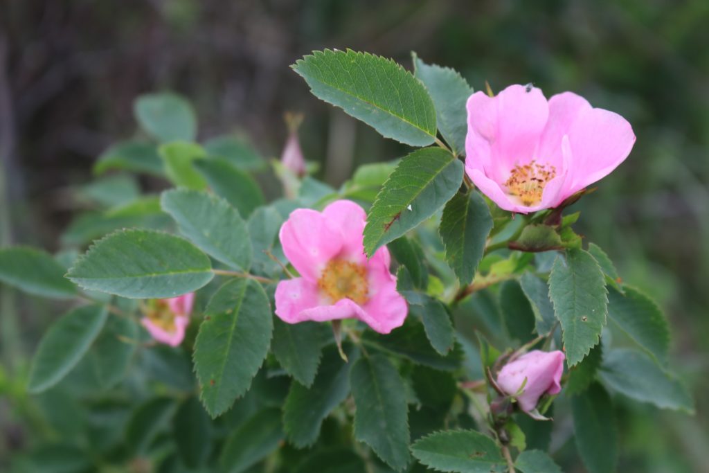 rosa canina fiori