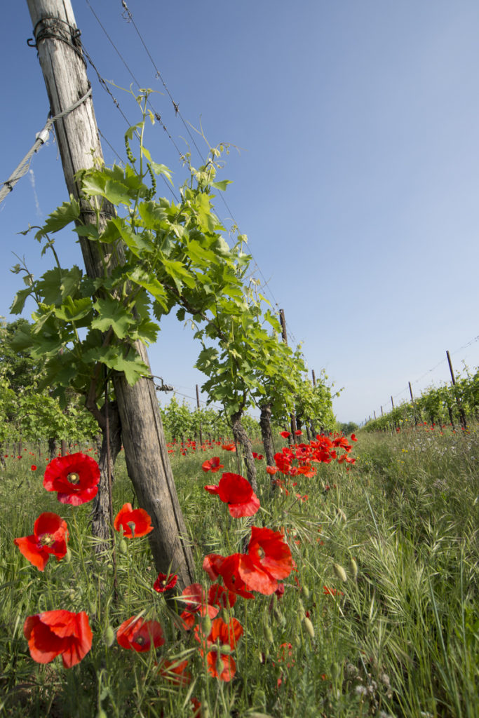 vigna e papaveri Ph.Emanuela Esquilli