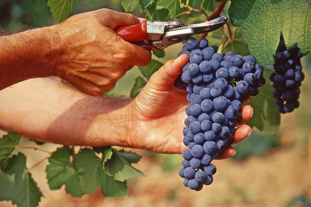 Vendemmia vino groppello Valtenesi