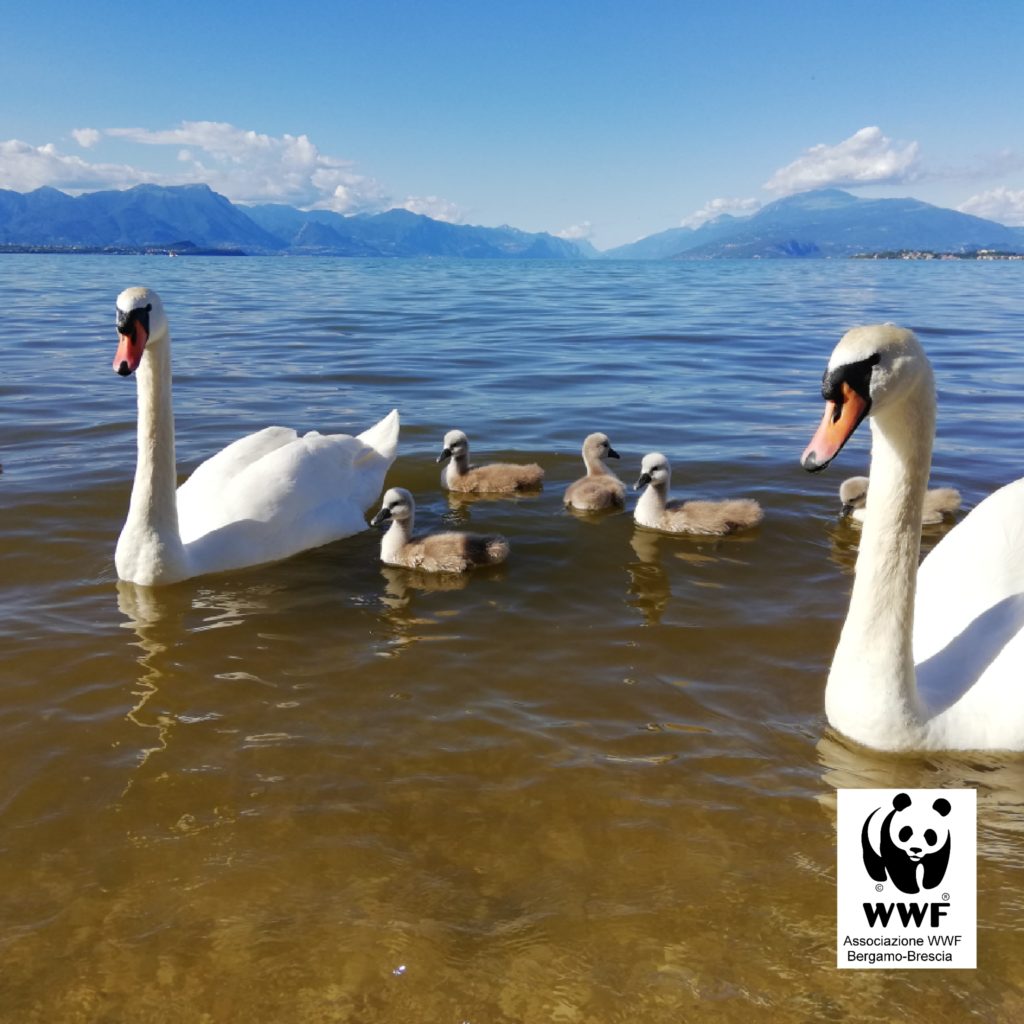 Lago di garda inquinato con cigni WWF