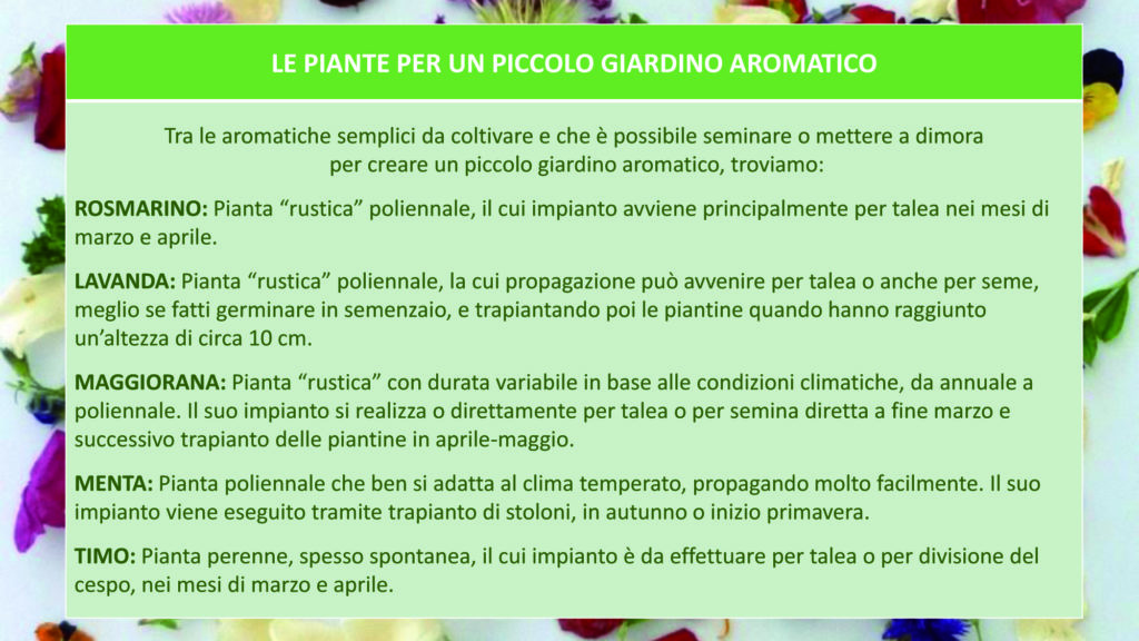 piante aromatiche dell'officina delle erbe
