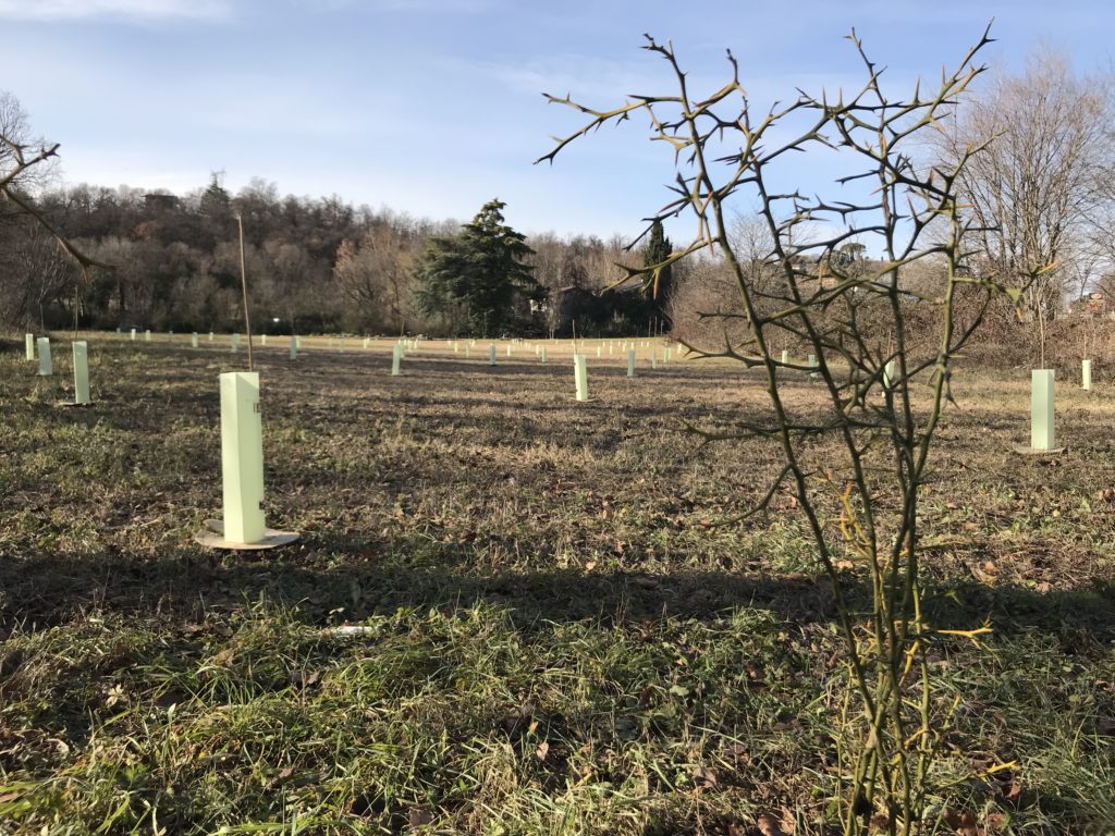 Officina delle Erbe del Garda - piantiamo alberi