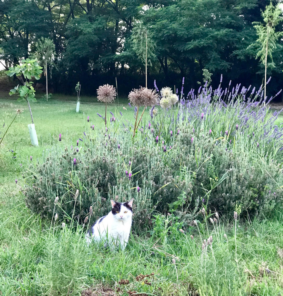 gatto con lavanda Officina delle Erbe del Garda