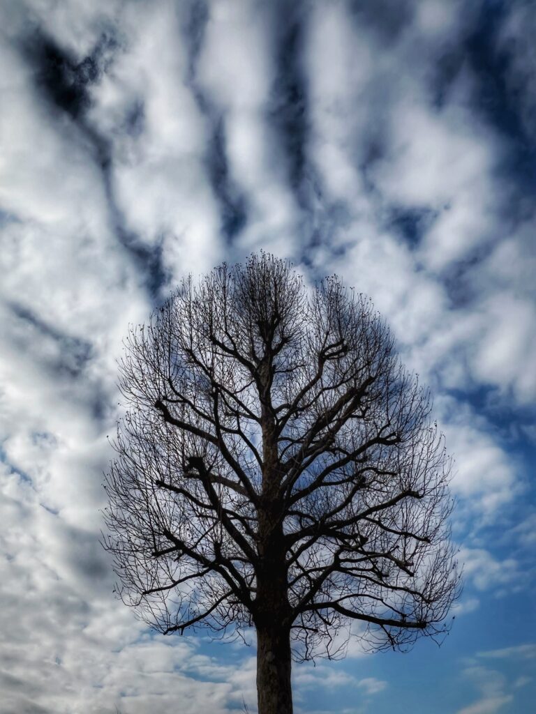 ALBERO SAVIOLAM iFon'22-0385 divieto di riproduzione