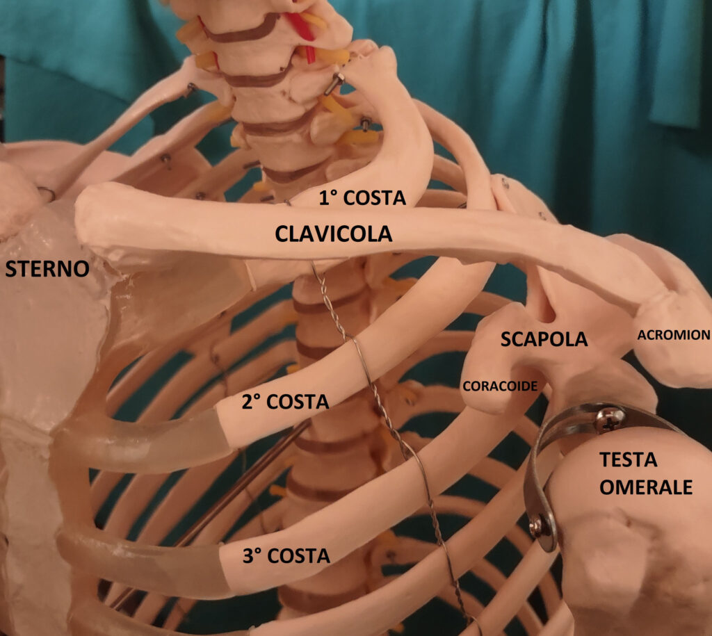 clavicola