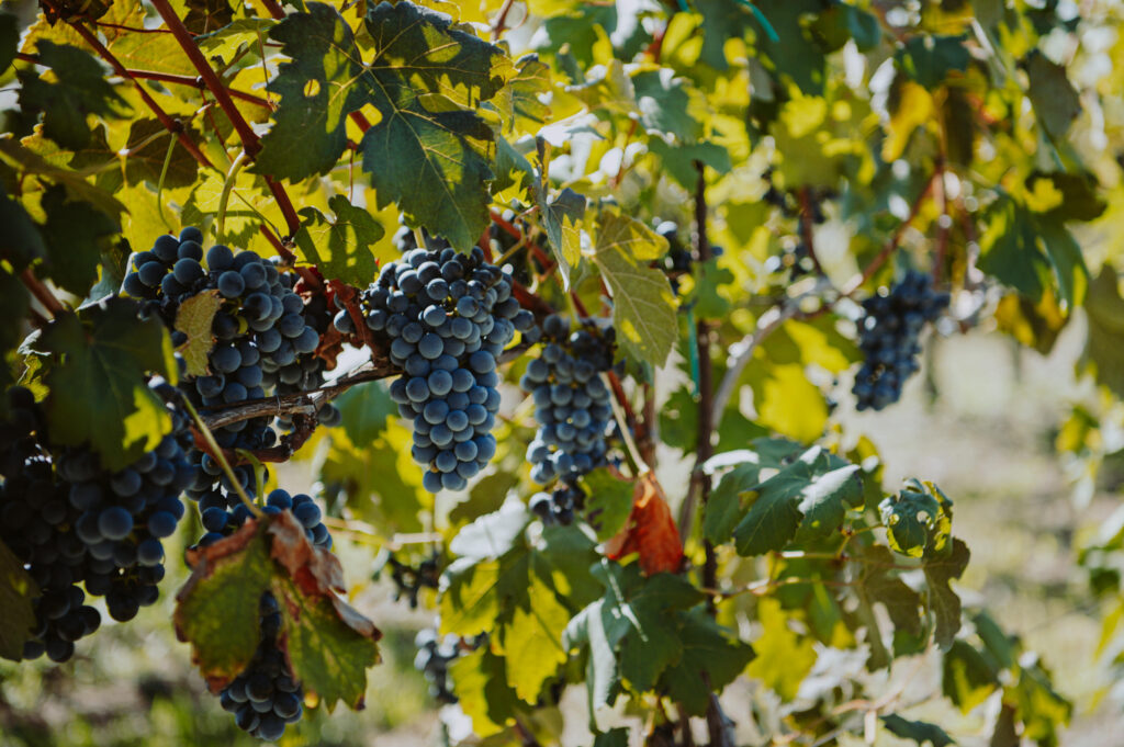 Vendemmia3