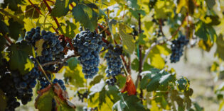 il 6 ottobre torna Profumi di Mosto