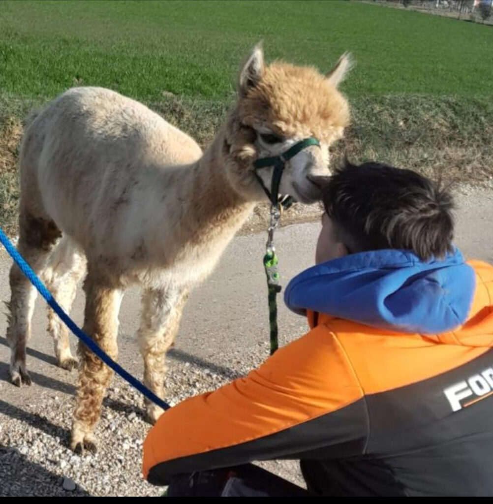 ACHILLE e alpaca